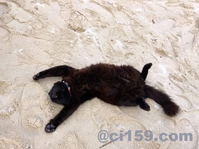 砂浜で寝ている猫