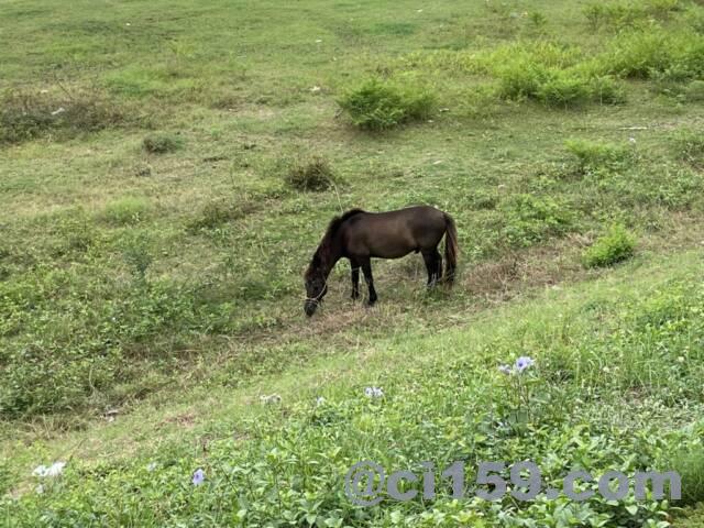 メコン川河川敷の馬