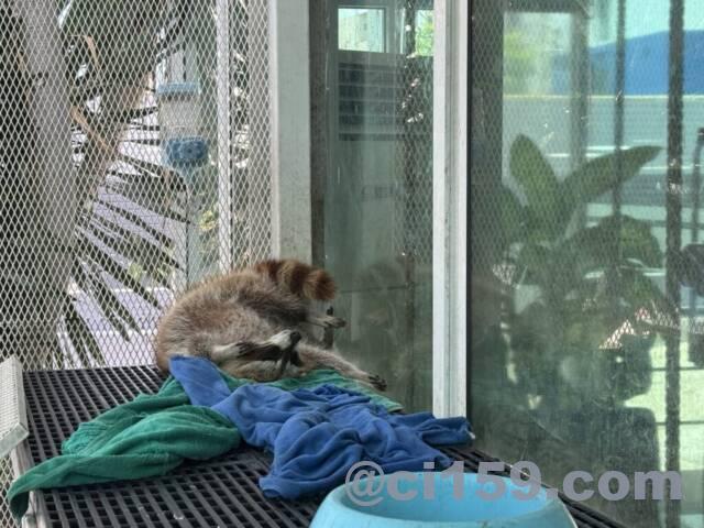 ペットのアライグマ
