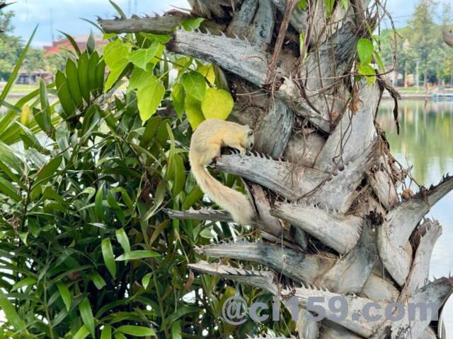 ノーンプラジャック公園のリス