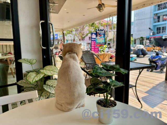 PANGPOND CAFEの看板猫